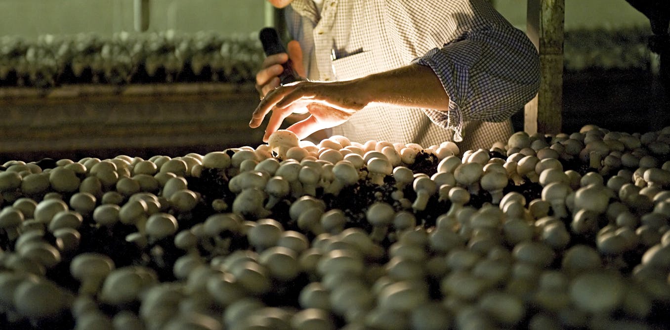 Pennsylvania’s mushroom industry faces urgent labor shortage − and latest immigration policies will likely make it worse