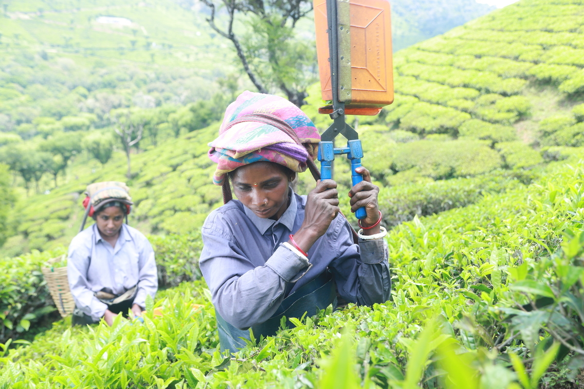 Fairtrades Brew it Fair Campaign Urges Action for Tea Producers The Moral Compass News New campaign calls for fairer UK tea trade