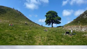 2 men are convicted of cutting down English landmark : NPR