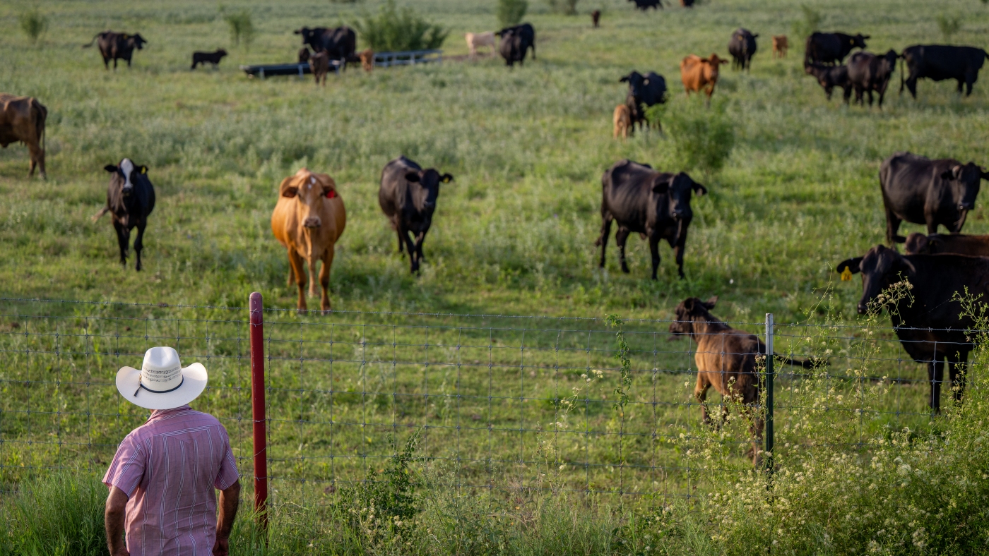 US Ranchers Concerned Over Trumps Plan to Import More Argentine The Moral Compass News The U.S. plans to boost Argentine beef imports, angering American ranchers : NPR