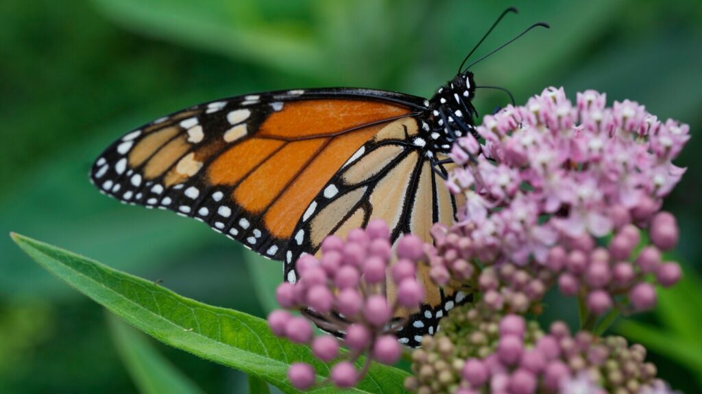 Trump administration seeks to roll back protections for imperiled species and habitat : NPR