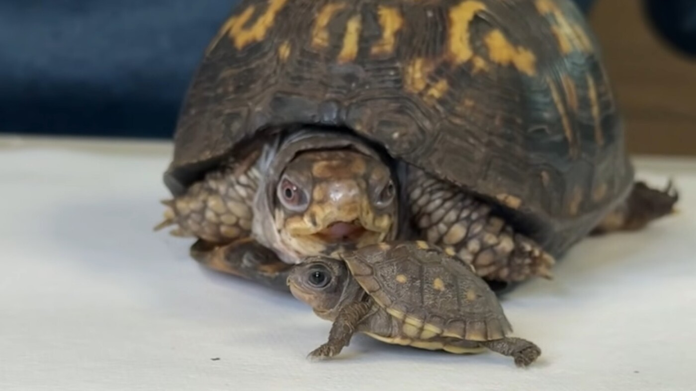 Rockalina the rescued turtle has a tiny new friend : NPR