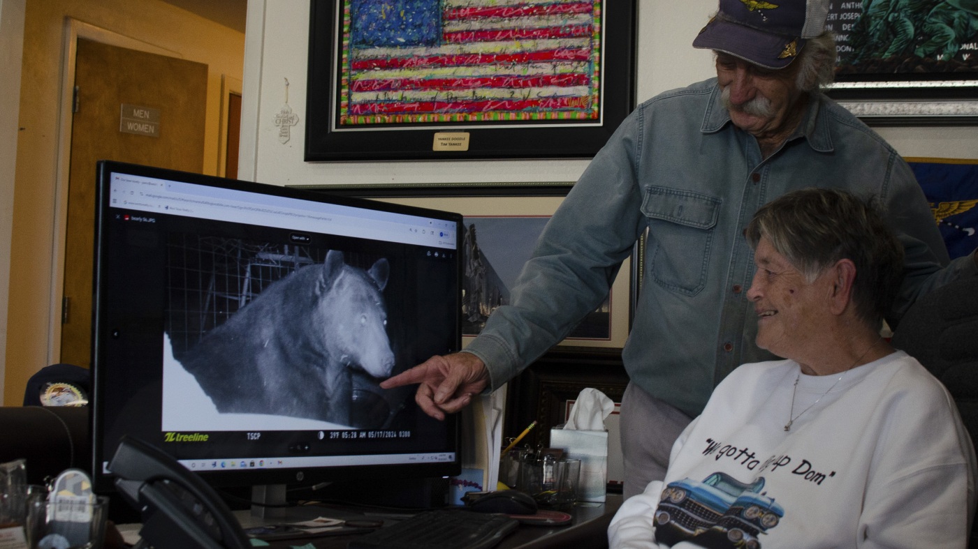 Here's how Texas towns are handling rising black bear populations : NPR