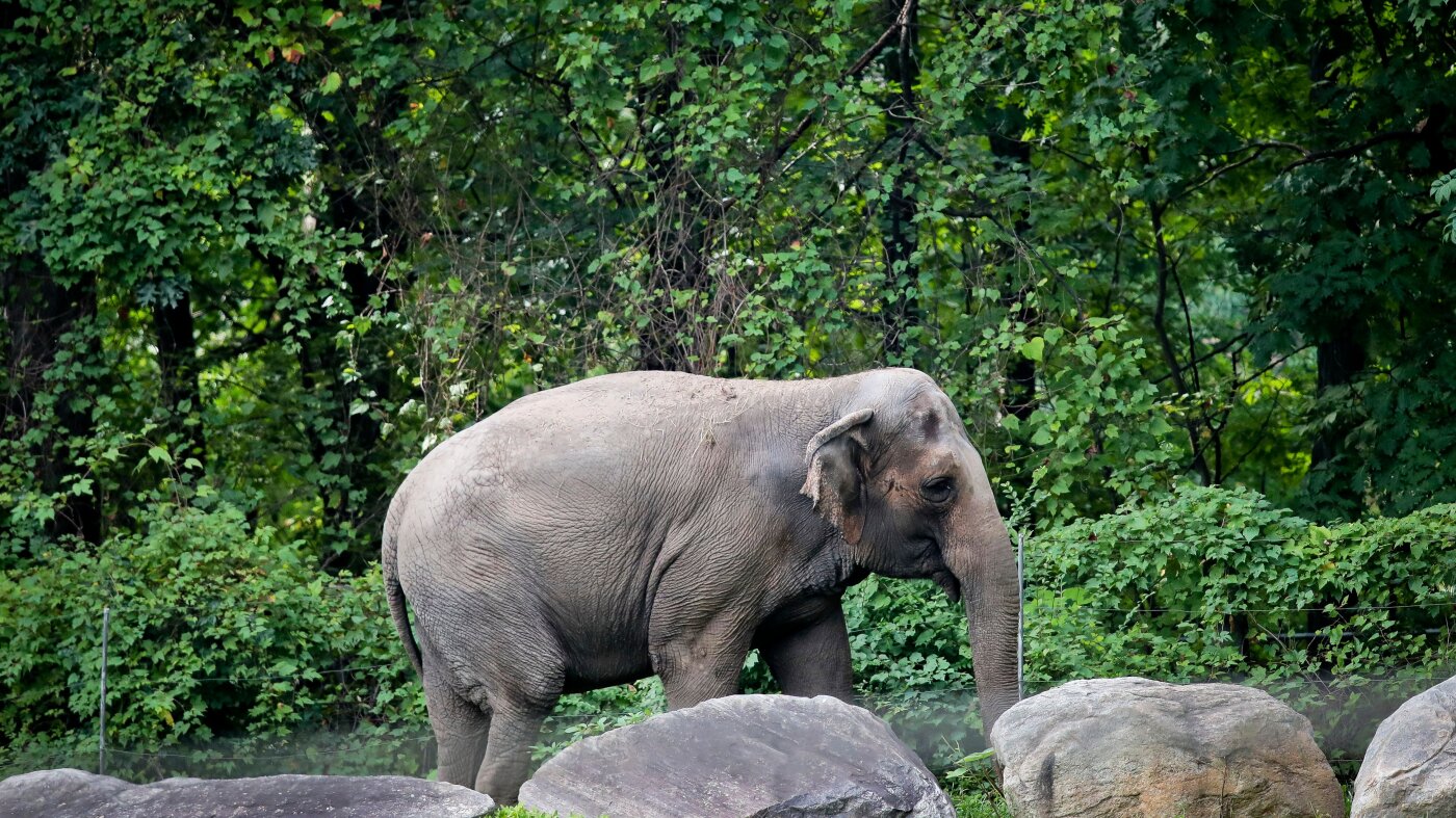 Bronx Zoos Beloved Elephant Happy Euthanized at Age 55 The Moral Compass News Happy, the elephant, is euthanized at Bronx Zoo : NPR
