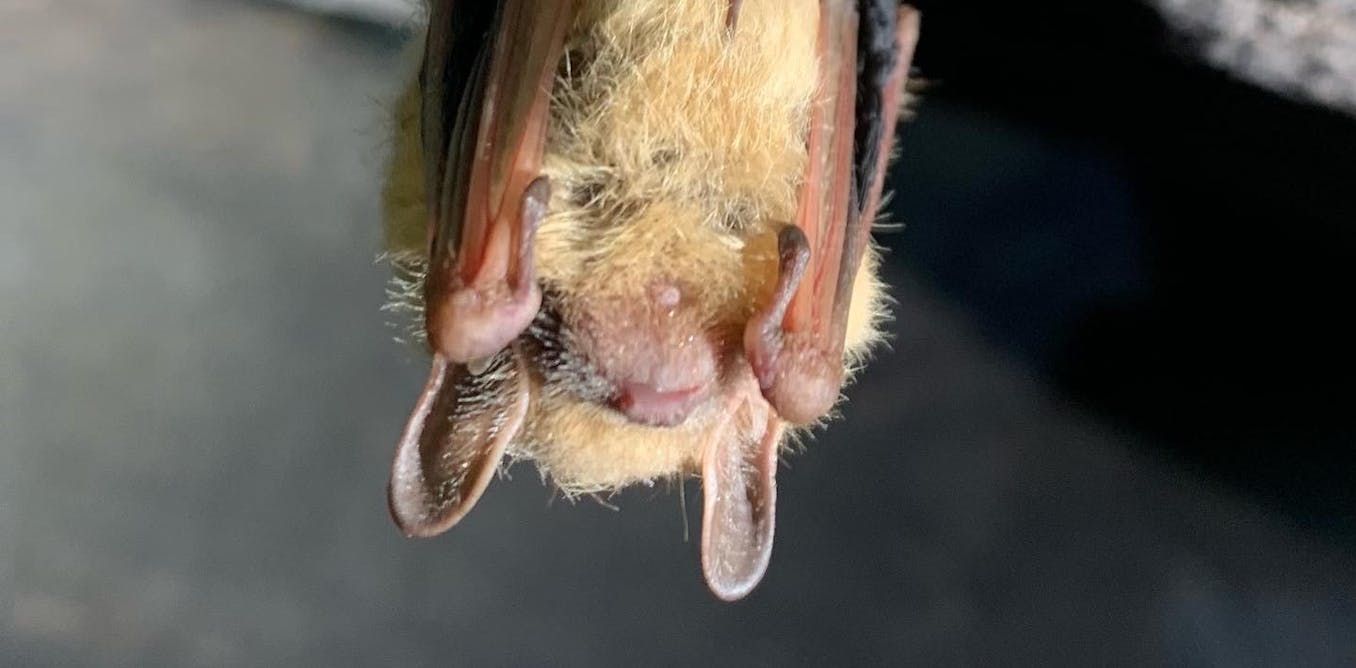 How much is a bat worth Protecting these tiny insect-eaters The Moral Compass News How much is a bat worth? Protecting these tiny insect-eaters isn’t just good for farms – their deaths cost taxpayers and the wider economy