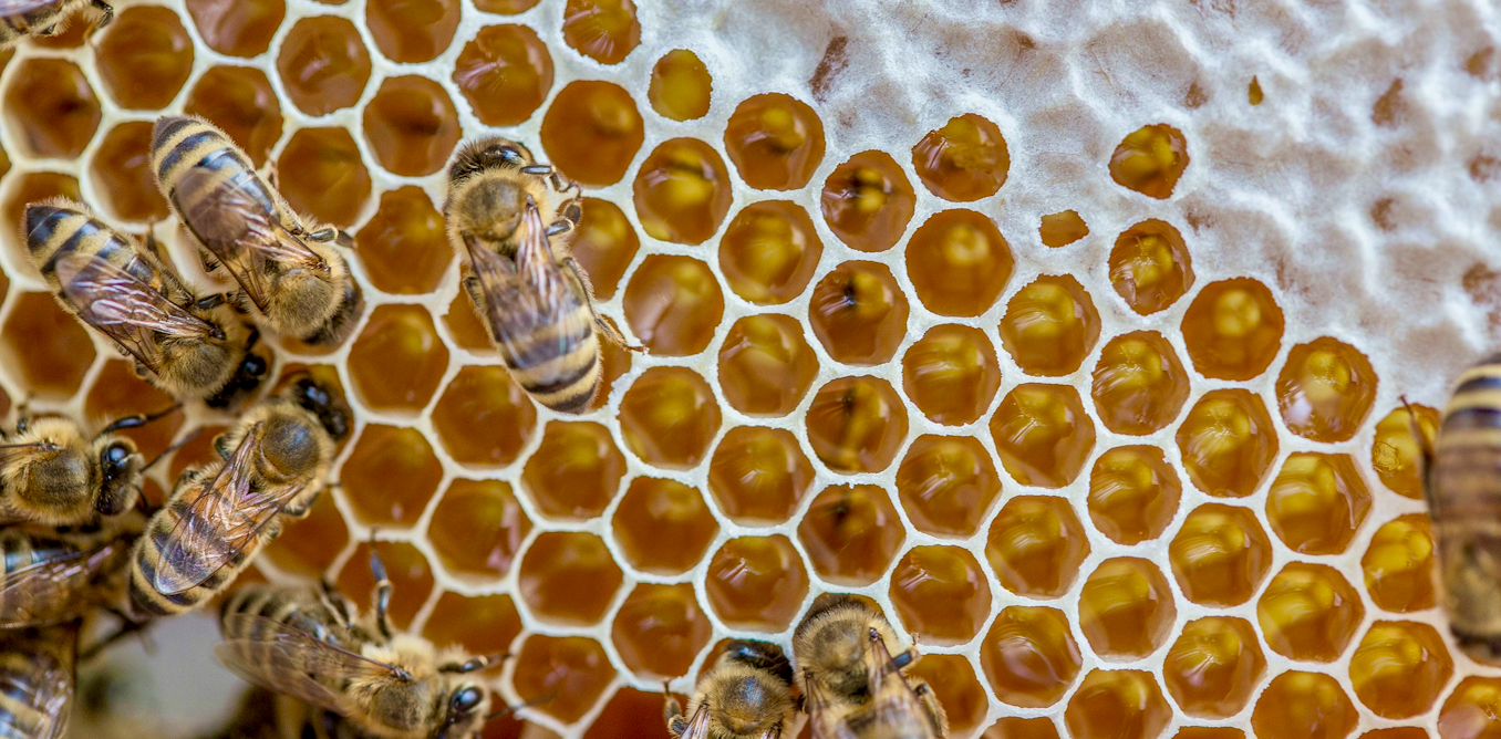 Shutting down federal bee labs threatens bees beekeepers and the The Moral Compass News Shutting down federal bee labs threatens bees, beekeepers and the US food system