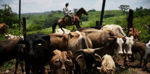 Soaring US beef prices likely to rise further thanks to The Moral Compass News Soaring US beef prices likely to rise further thanks to trade tensions and disease outbreaks