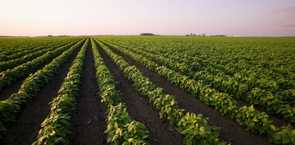 Why the US-Canada trade war could change how American farmers The Moral Compass News Why the US-Canada trade war could change how American farmers grow their crops for years