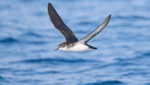 Manx Shearwaters Experience Jet Lag During Atlantic Flights Study Finds The Moral Compass News Research shows some birds experience jet lag : NPR